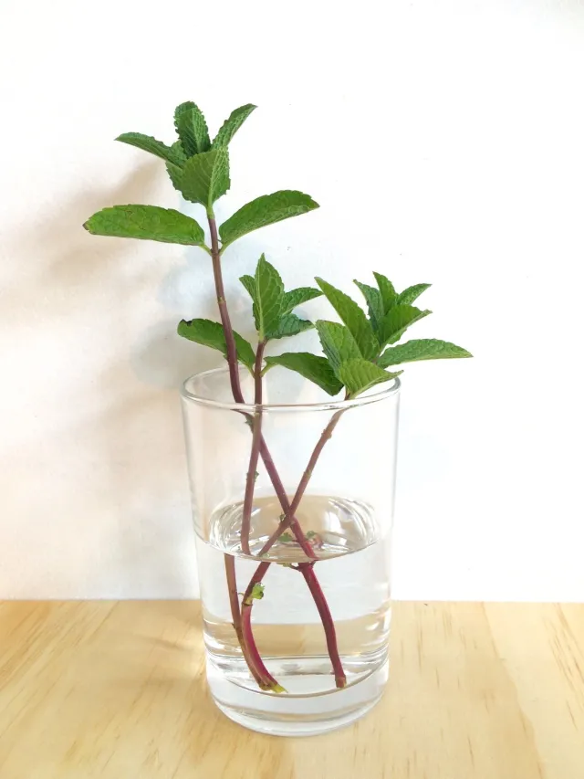 C Mo Cultivar Menta En Casa En Agua Sin Tierra Plantascuidadoytrucos