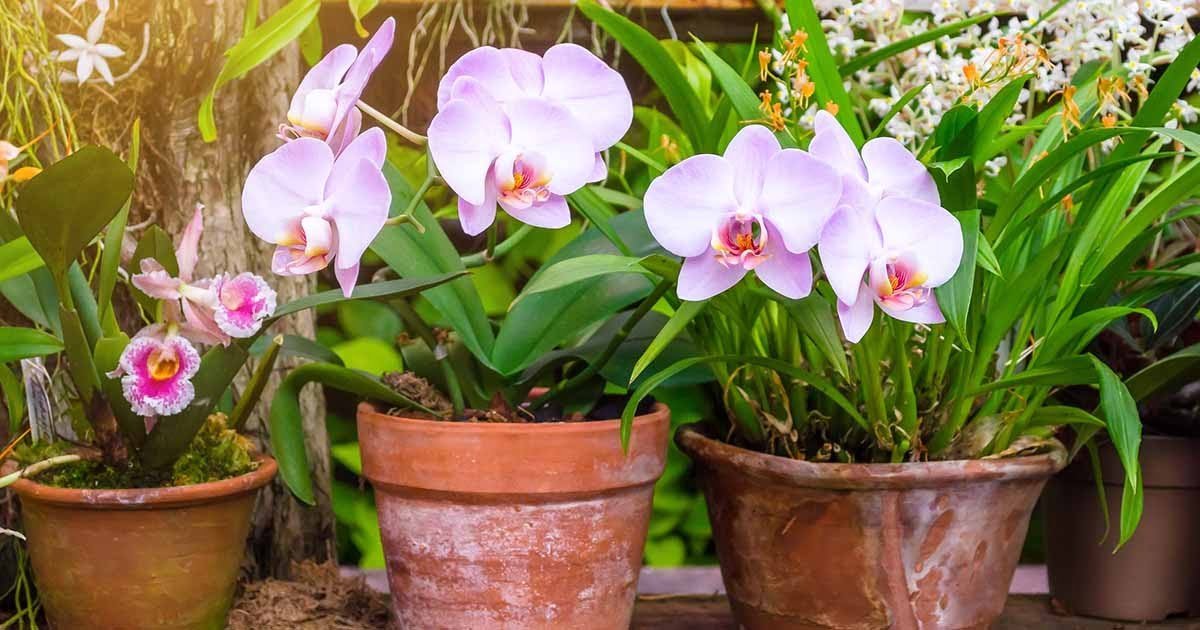 Cómo cultivar y mantener orquídeas en casa las tendrá como las de los