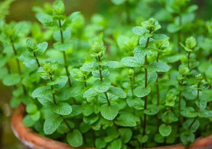 La Gu A Definitiva Para Cultivar Menta En Casa Sabor Fresco En Tu