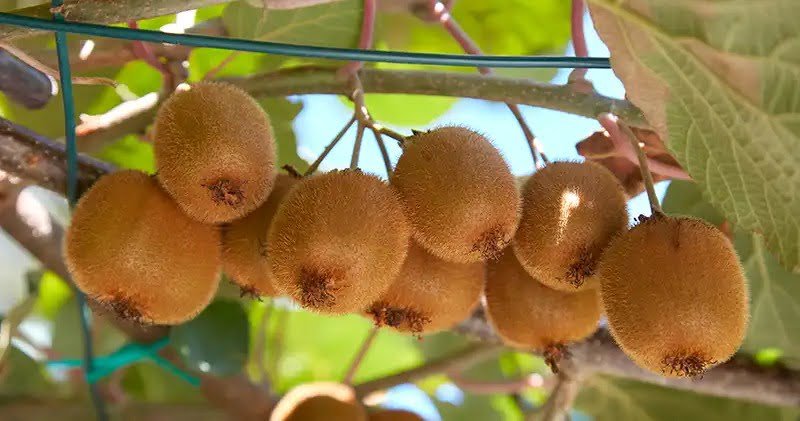 Kiwi Cómo plantar cultivar y cosechar kiwis plantascuidadoytrucos