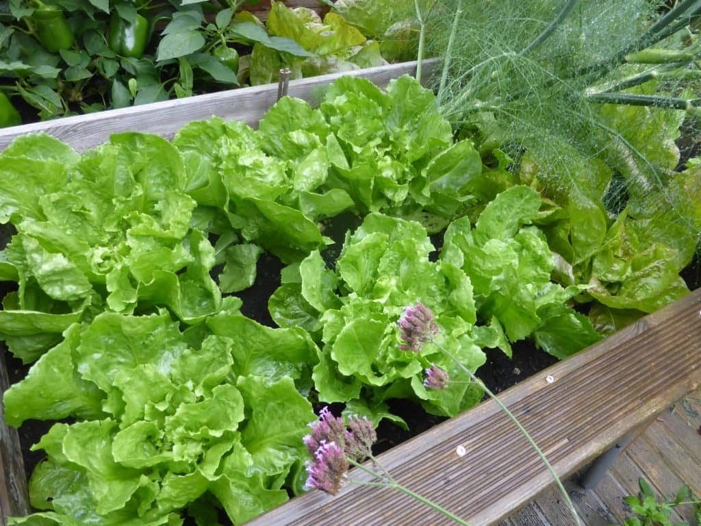 C Mo Cultivar Lechuga En Maceta Y Sus Cuidados Plantascuidadoytrucos