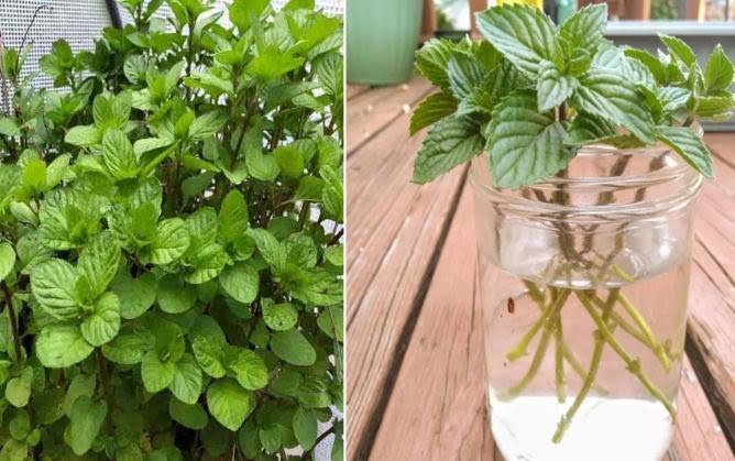 C Mo Cultivar Menta A Partir De Esquejes Tallos