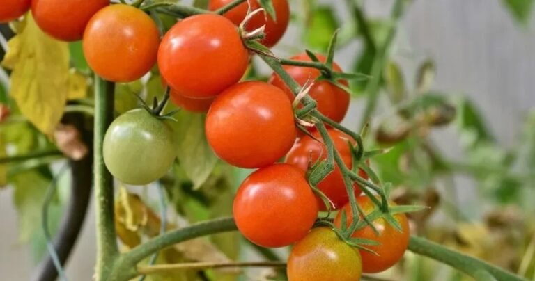 Gu a Para Cultivar Tomates Cherry O Tomates C ctel gu-a-para-cultivar-tomates-cherry-o-tomates-c-ctel